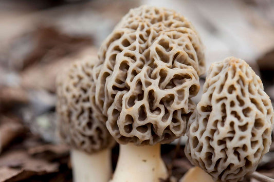 The Magical Morel Mushroom: A Wild Adventure in the Woods (with Some Laughs Along the Way)
