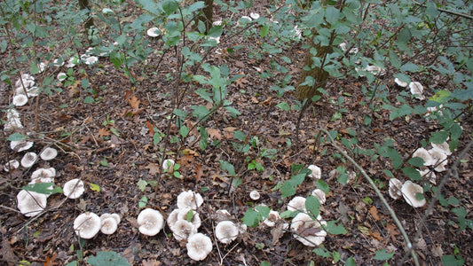 Clitocybe Mushrooms: The Tricky, Mysterious Fungi of the Forest