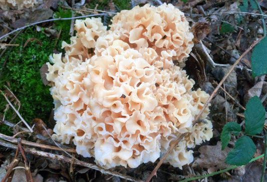 Cauliflower Mushrooms: The Mushrooms That’ll Make You Love Veggies Even More