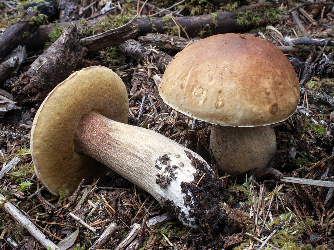 Bolete Mushrooms: Forest Sponges and Flavor Bombs