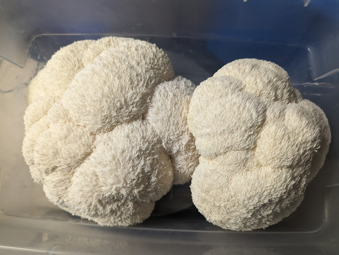 Lion’s Mane Mushroom: The Brain-Boosting Superfood That’s Wildly Fun