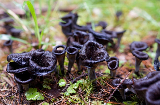 Black Trumpet Mushrooms: The Funky, Flavor-Packed ‘Shrooms You’ve Been Sleeping On